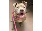 Adopt Padova a American Staffordshire Terrier, Mixed Breed