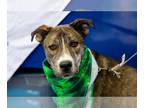 Huskies Mix DOG FOR ADOPTION RGADN-1196865 - Moose - Husky / Mixed (medium coat)