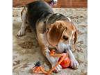 Adopt Missy a Beagle