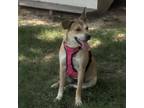 Adopt Tiana (Tip) a Norwegian Lundehund, Carolina Dog