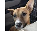 Adopt Millie a German Shepherd Dog, Staffordshire Bull Terrier