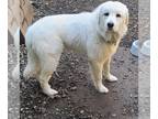 Great Pyrenees DOG FOR ADOPTION RGADN-1196781 - Sunshine - Great Pyrenees (long