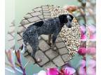 Bluetick Coonhound Mix DOG FOR ADOPTION RGADN-1094197 - Bentley - Bluetick