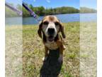 Beagle DOG FOR ADOPTION RGADN-1196760 - Koda Jan 23 - Beagle (short coat) Dog