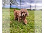 Poodle (Miniature) DOG FOR ADOPTION RGADN-1196766 - Bella Rita Mar 23 - Looking