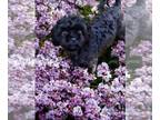 Shih Tzu Mix DOG FOR ADOPTION RGADN-1196777 - Rocky Jax July 23 - Shih Tzu /