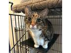 Adopt Maeve a Domestic Short Hair