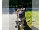 Staffordshire Bull Terrier Mix DOG FOR ADOPTION RGADN-1196775 - Luna - FOSTER OR