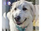 Great Pyrenees DOG FOR ADOPTION RGADN-1196731 - Izzy - Great Pyrenees (long