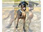 Great Dane DOG FOR ADOPTION RGADN-1196796 - Liam - Great Dane (short coat) Dog