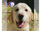 Great Pyrenees DOG FOR ADOPTION RGADN-1196829 - Beatrix - Great Pyrenees (long