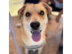 Adopt Pip a Border Collie, German Shepherd Dog