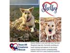 Adopt Shelby a German Shepherd Dog