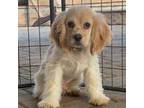 Cocker Spaniel Puppy for sale in Seneca Falls, NY, USA