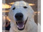 Great Pyrenees Mix DOG FOR ADOPTION RGADN-1196755 - Blossom - Great Pyrenees /