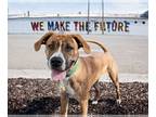 Boxer Mix DOG FOR ADOPTION RGADN-1196772 - Zima - Boxer / Mixed (short coat) Dog