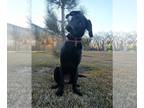 Labrador Retriever Mix DOG FOR ADOPTION RGADN-1196847 - Artichoke Annie -