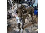 Adopt Lilah a Great Dane