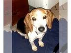 Beagle DOG FOR ADOPTION RGADN-1196758 - Buddy - Beagle (short coat) Dog For