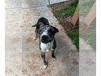 American Pit Bull Terrier-Australian Shepherd Mix DOG FOR ADOPTION RGADN-1196751