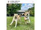 Adopt Lucy and/or Vida (urgent need out of boarding!) a Labrador Retriever