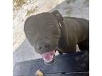 Adopt Ella - Urgent Deteriorating in Boarding a American Staffordshire Terrier