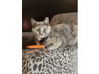 Adopt Persia a Domestic Short Hair