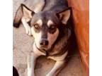 Adopt Lobita a Husky, Mixed Breed