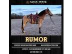 Rumor~Super Flashy & Fun*Bold and Confident Trail Horse*Kmh Mare~