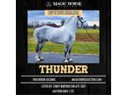 Thunder~ Stunning*Safe*Rides/Drives/Lessons/Jumps/Trail* Percheron Gelding~