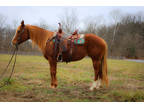 Super Gentle Family Friendly Sorrel Quarter Horse Mare, Anyone Can Ride