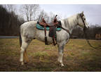 Family Friendly, Youth Safe Dapple Gray Paint Gelding, Anyone Can Ride