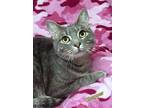 Adopt CHOPPER a American Shorthair