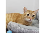 Adopt Oliver a Tabby