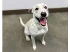 Adopt ZEUS a Labrador Retriever, Pit Bull Terrier