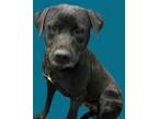 Adopt LINK* a Labrador Retriever, Mixed Breed