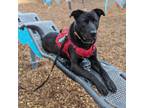 Adopt Tobi a Labrador Retriever, Mixed Breed