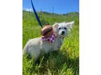 Adopt Snowflake a Terrier, Mixed Breed