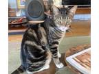 Adopt Peach a Tabby, Domestic Short Hair