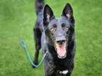 Adopt VALTAVA a German Shepherd Dog, Mixed Breed