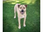 Adopt BRIAN a Pit Bull Terrier, Mixed Breed