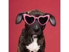 Adopt Valentines Day - Cupid a Shepherd, Pit Bull Terrier
