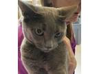 Adopt MUNCHKIN a Russian Blue, Domestic Short Hair