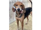 Adopt Hank a Coonhound