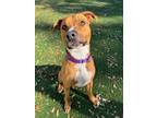 Adopt Max a Black Mouth Cur, Mixed Breed