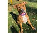 Adopt Max a Black Mouth Cur, Mixed Breed