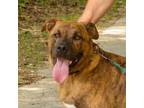 Adopt Damon a Plott Hound