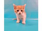 Adopt Benjamin a Domestic Short Hair