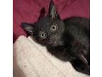 Adopt Landon a Domestic Short Hair