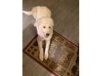 Adopt Klaus a Great Pyrenees